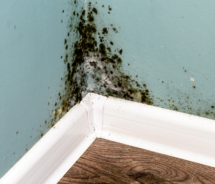 mold growing in the corner of a room