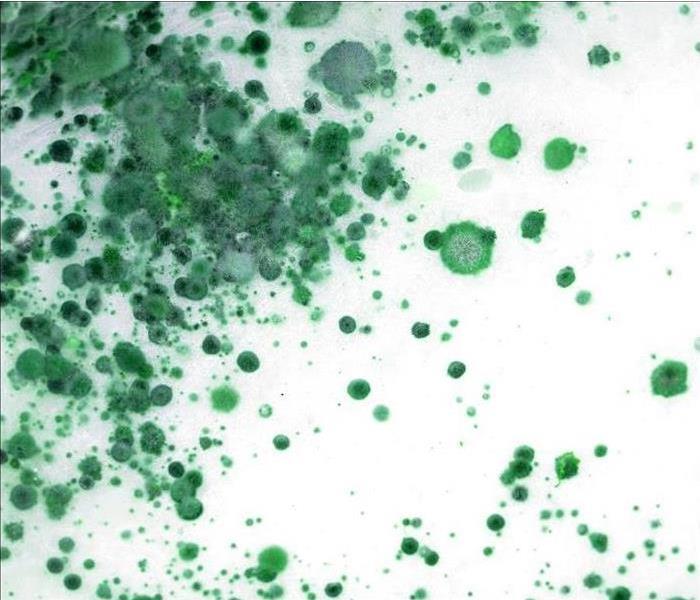 Green Mold Spots